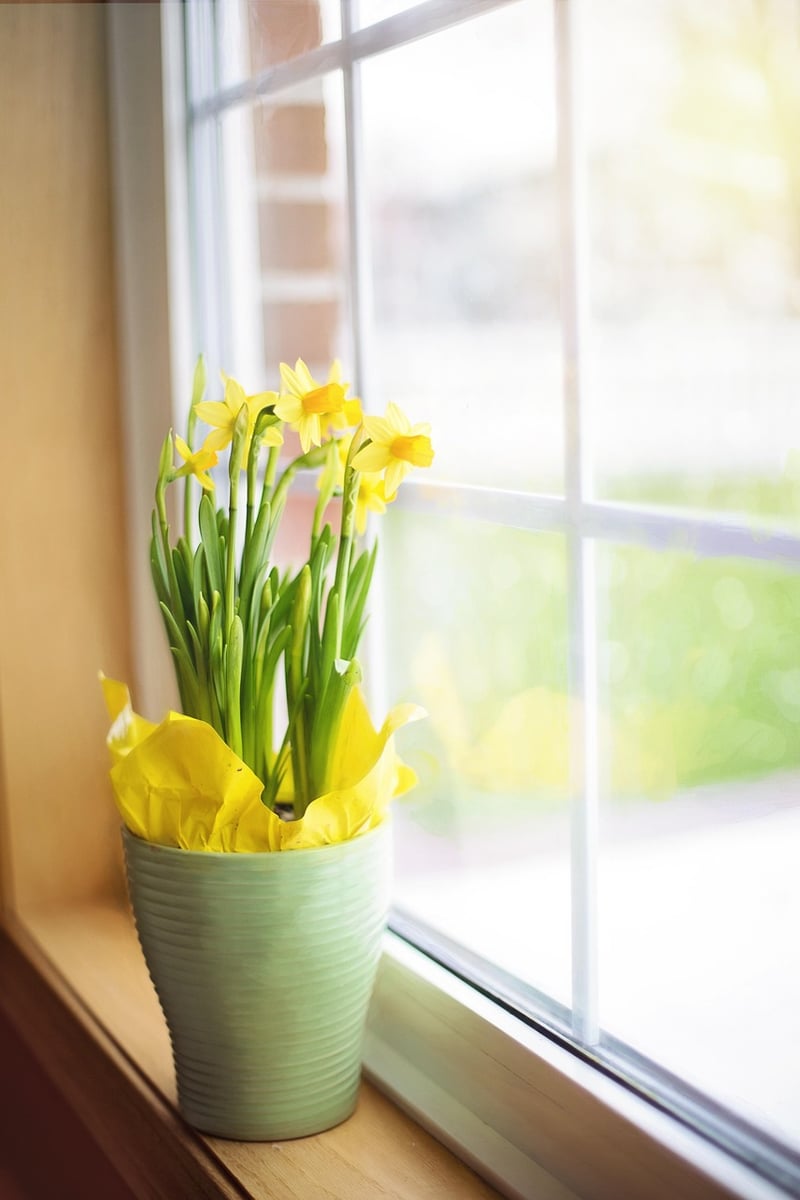 Windowsill Planting Ideas