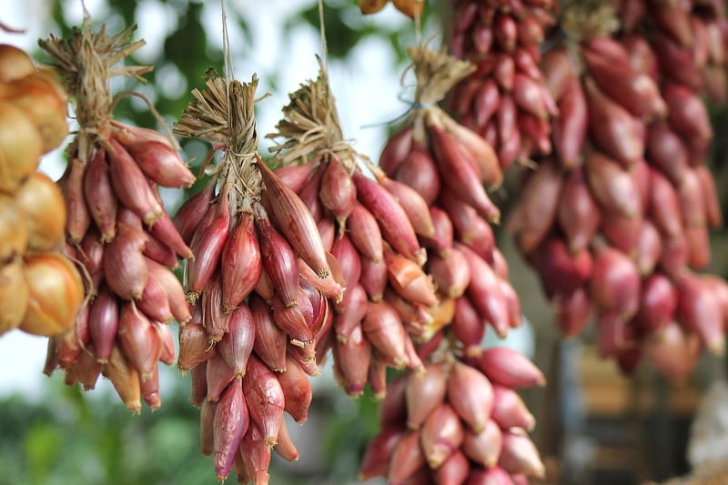 Homemade Fertilizers
